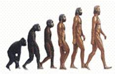 Imagen 3 Evolución de la especie humana